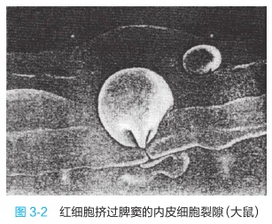 红细胞挤过脾窦的内皮细胞裂隙